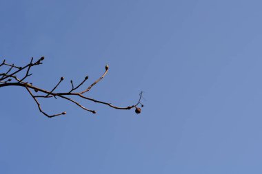 Red horse chestnut branch with buds against blue sky - Latin name - Aesculus x carnea