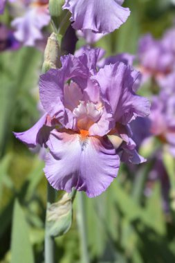 Uzun sakallı iris İranlı böğürtlen çiçeği - Latince adı - Iris barbata elatior Persian Berry