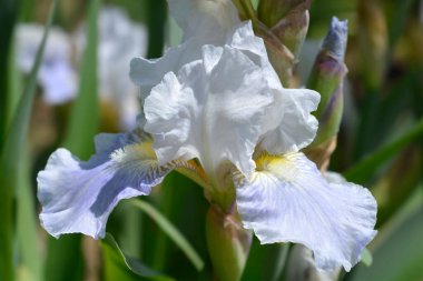 Orta karar sakallı iris Antarktik çiçeği - Latince adı - Iris barbata-media Antarctique