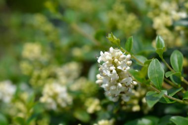 Delavay mahrem beyaz çiçekleri - Latince adı - Ligustrum delavayanum