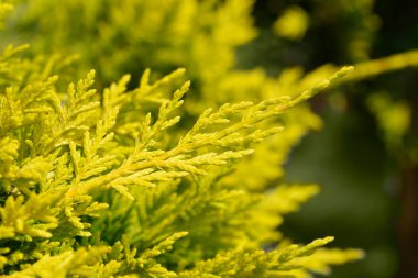 Leyland cypress Castlewellan Gold branch - Latin name - Cuprocyparis leylandii Castlewellan Gold