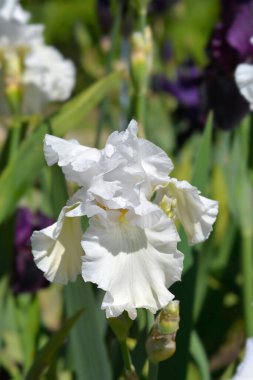 Tall bearded iris Madeira Belle flowers - Latin name - Iris barbata elatior Madeira Belle