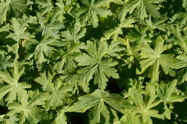 Kaya turna gagası Latince adı Geranium makro hizum 'dan ayrılıyor