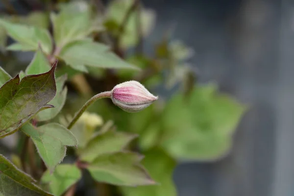 Stock image Clematis Fragrant Spring flower bud - Latin name - Clematis montana Fragrant Spring