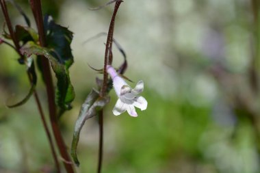 Foxglove beardtongue Husker Red flower - Latin name - Penstemon digitalis Husker Red