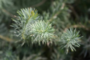 Cypress Spurge Fens Ruby leaves - Latin name - Euphorbia cyparissias Fens Ruby