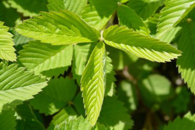 Green strawberry eaves - Latin name - Fragaria viridis
