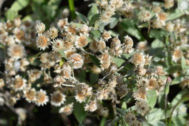 Ebedi Yaz Karları kuru çiçekler ve tohum başları - Latince adı - Anaphalis triplinervis Sommerschnee