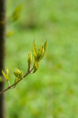 Purple Beautyberry branch with new leaves - Latin name - Callicarpa dichotoma