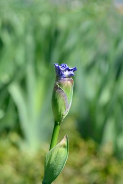 Tall Bearded Iris Eagles Flight flower bud - Latin name - Iris Eagles Flight