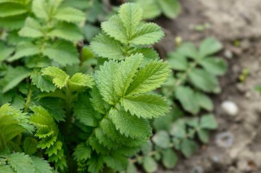 Common agrimony green leaves - Latin name - Agrimonia eupatoria