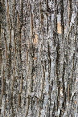 Fontanesia bark detail - Latin name - Fontanesia fortunei