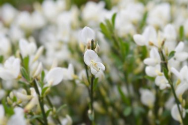 Broom White Lion flowers - Latin name - Cytisus White Lion