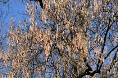 Latince adı Catalpa bignonioides olan dallardaki yaygın katalpa tohumları