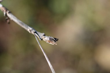 Latince adı Lonicera Alpigena olan otlu hanımeli dalı