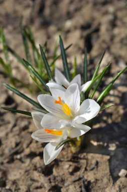 Hollanda Crocus Jeanne d Arc çiçekleri - Latince adı - Crocus Jeanne d Arc