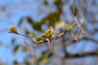 Çiçek tomurcuklu Kore baharat viburnum dalı - Latince adı Viburnum carlesii