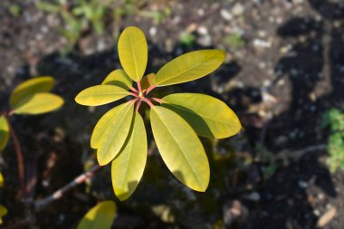 Catawba rhododendron Grandiflorum flower bud and leaves - Latin name - Rhododendron catawbiense Grandiflorum