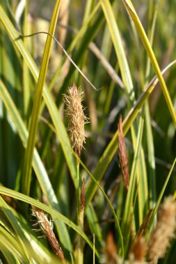 Japon Sedge Everlime çiçeği ve yaprakları - Latince adı - Carex oshimensis Everlime