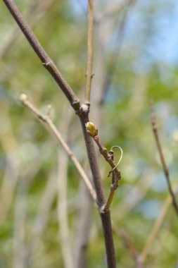 Tomurcuklu Avrupa mesane dalı - Latince adı - Staphylea pinnata