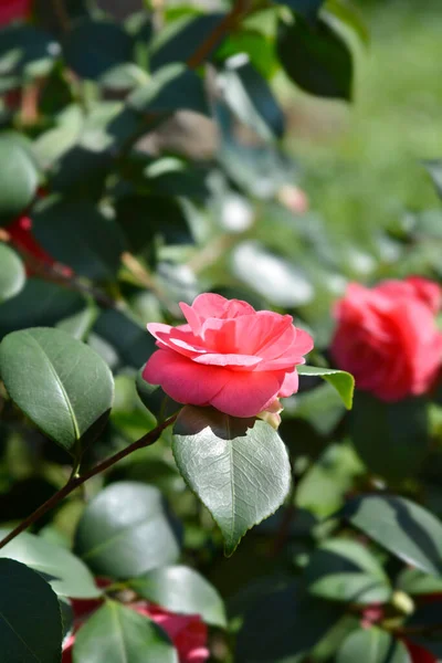 Kamelia Kwiat Liście Nazwa Łacińska Camellia Japonica — Zdjęcie stockowe