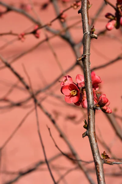 Japanese Flowering Quince Branch Flowers Latin Name Chaenomeles Japonica — Stock Photo, Image