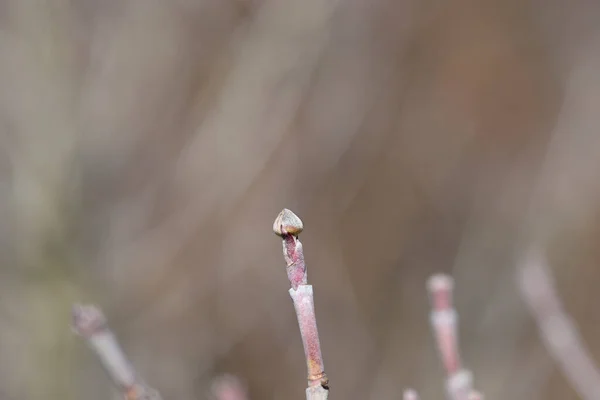 Hybrid Flowing Dogwood Stellar Pink Flower Bud Latin Name Cornus — стокове фото