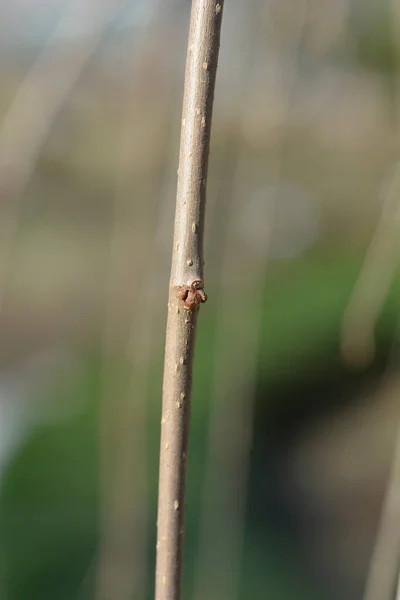白い桑の枝を蕾で濡らす ラテン語名 Morus Alba Pendula — ストック写真