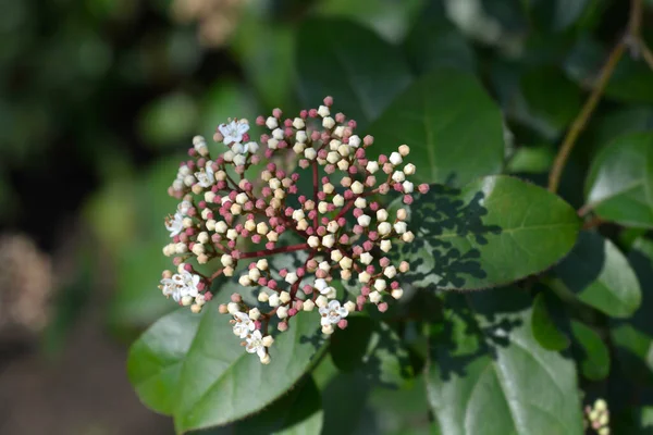 Laurustinus Branch Flower Buds Latin Name Viburnum Tinus — Stock Photo, Image