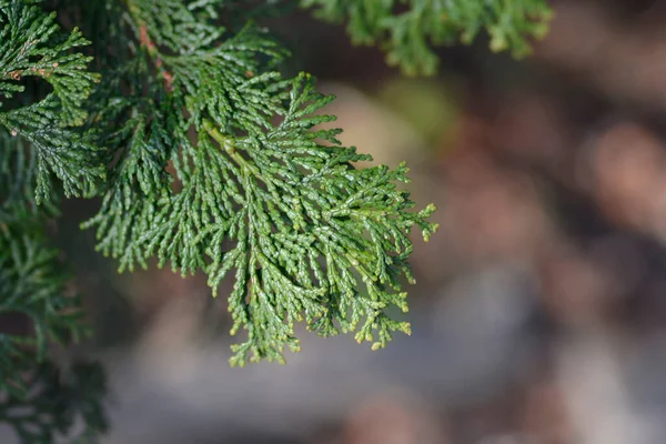 Hinoki Cypress Branches Latin Name Chamaecyparis Obtusa — Stock Photo, Image