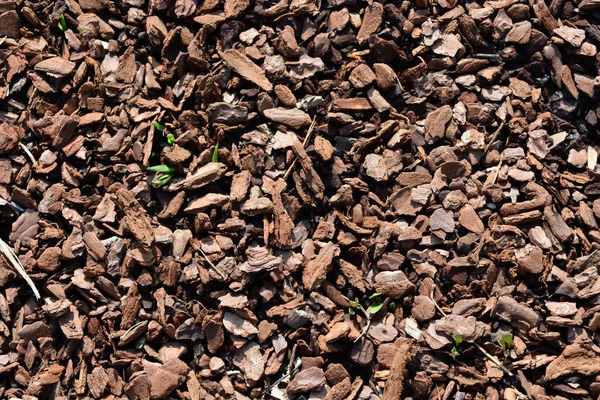 地面の木材チップマルチ表面の詳細 — ストック写真