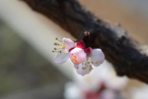 Abricot Albicocco Branche Vitillo Avec Fleur Nom Latin Prunus Armeniaca — Photo