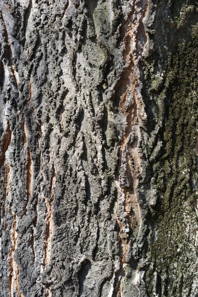 Common Hackberry Bark Detail Latin Name Celtis Occidentalis — Stock Photo, Image