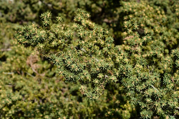 Krzew Cis Japoński Nazwa Łacińska Taxus Cuspidata Var Nana — Zdjęcie stockowe
