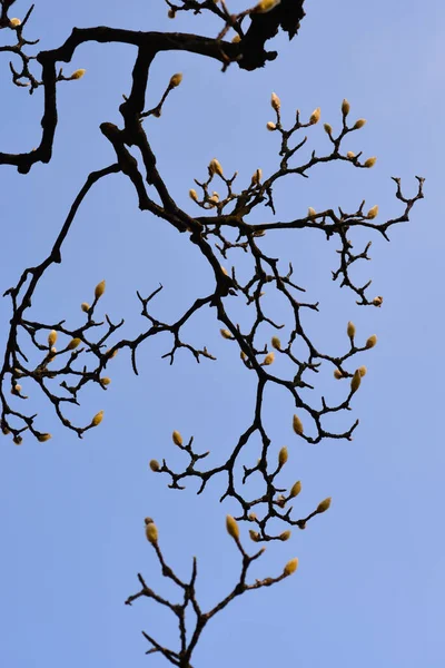 Magnolienzweige Mit Blütenknospen Lateinischer Name Magnolia Soulangeana — Stockfoto