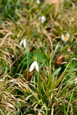 Yaygın kar tanesi - Latince adı - Galanthus nivalis