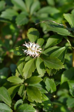 Japon pachysandra çiçekleri ve yaprakları - Latince adı - Pachysandra terminali