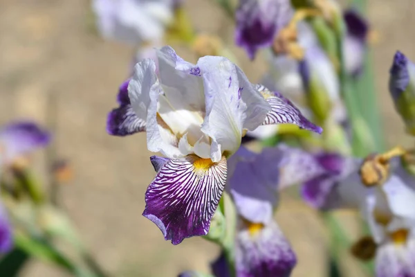 Miniature Tall Bearded Iris Scrambled Flower Latin Name Iris Scrambled — Stock Photo, Image