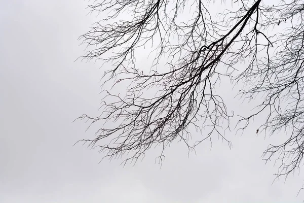 stock image Common hornbeam branches with leaf buds - Latin name - Carpinus betulus