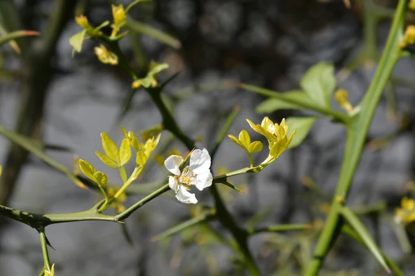 Trójlistna Gałąź Pomarańczowa Białym Kwiatem Nazwa Łacińska Poncirus Trifoliata — Zdjęcie stockowe