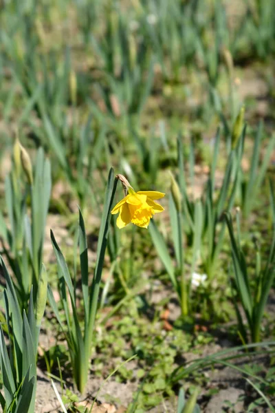 Wild Daffodil Yellow Flower Latin Name Narcissus Pseudonarcissus — Stock Photo, Image