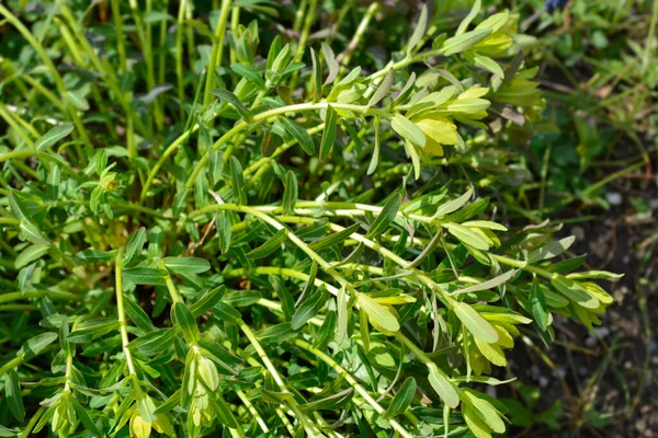 Kudde Spyr Gula Blommor Latinskt Namn Euphorbia Epithymoides — Stockfoto