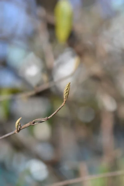 Корейская Ветвь Пряностей Новыми Листьями Латинское Название Viburnum Carlesii — стоковое фото