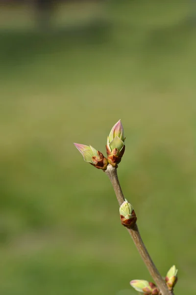Yaprak Tomurcuklu Leylak Dalını Kapat Latince Adı Şırınga Vulgarisi — Stok fotoğraf