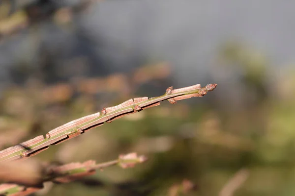 가지에 꽃봉오리 라틴어 에우에 무스알 — 스톡 사진