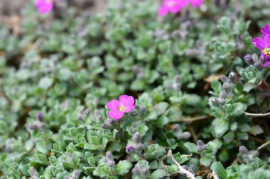 Aubrietia Audry Kırmızı çiçekleri - Latince adı - Aubrieta Audry Red
