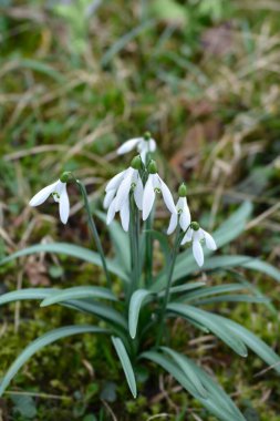 Yaygın kar damlası çiçekleri - Latince adı - Galanthus nivalis