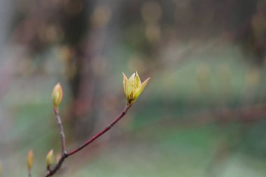 Gümüş ve Altın sarısı, yeni yapraklar ve çiçek tomurcukları olan Dogwood dalı - Latince adı - Cornus sericea Silver ve Gold