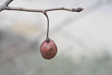 Meyve ve tomurcuklu bir mendil dalı - Latince adı - Davidia involucrata var. Vilmoriniana