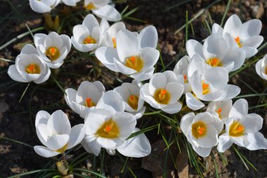 Snow Crocus Ard Schenk çiçekleri - Latince adı - Crocus chrysanthus Ard Schenk